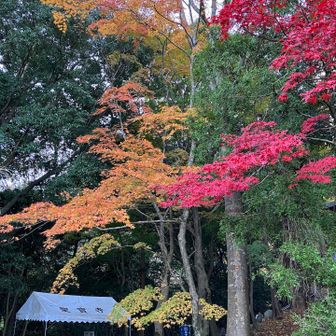 寺は紅葉祭りかな？とても綺麗