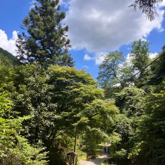 途中は森に入ったのでここはもう下界。下りはとても短かった。車道に出たら安心だ