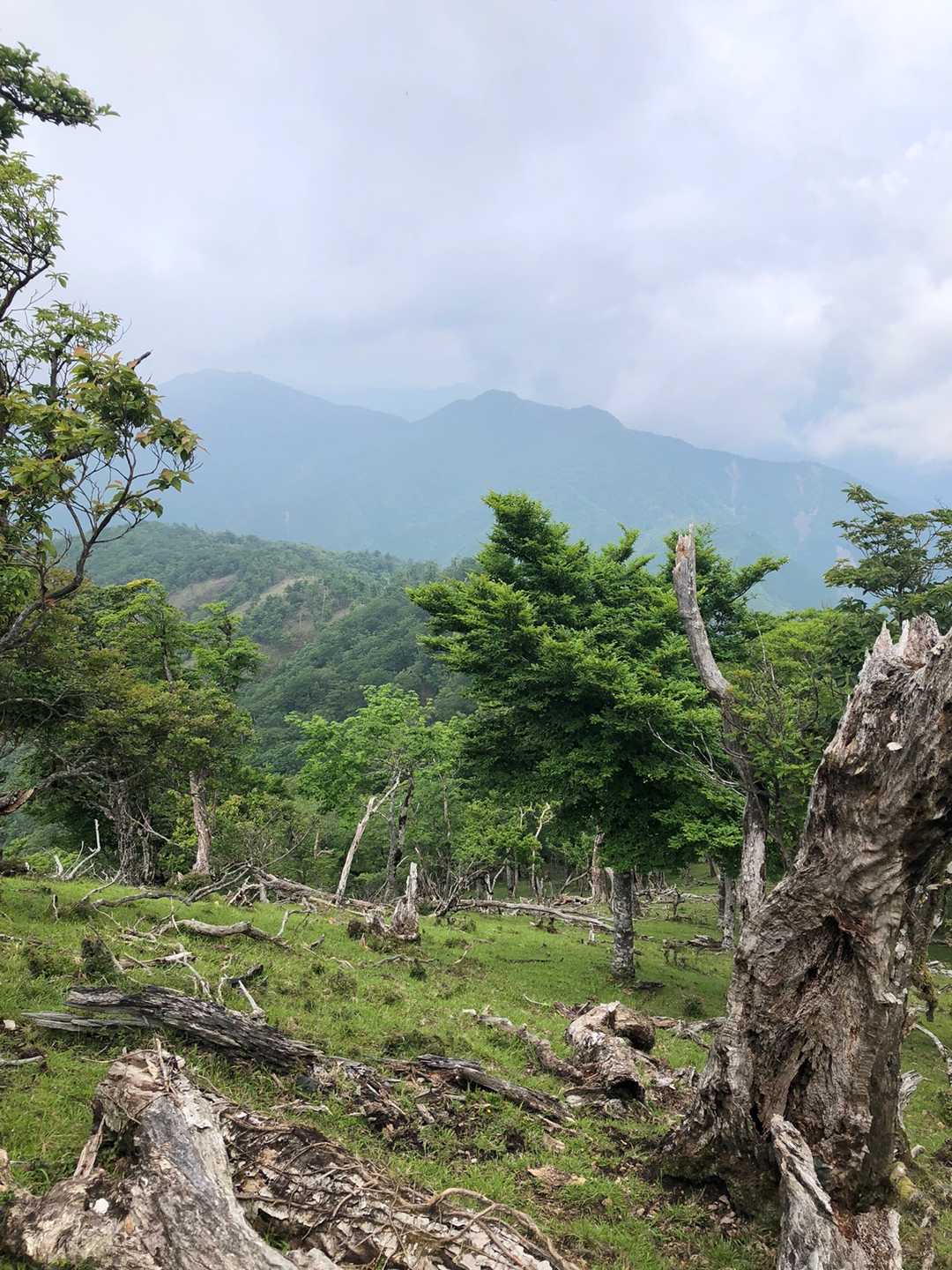 高丸山登山口-三つ尾の峠-高丸山-雲早山 周回コースの写真