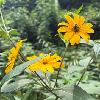 菊芋（キクイモ）、写真を撮られていた年配のハイカーさんに教えていただきました。

地中にできる根茎は、健康食材になるらしい。