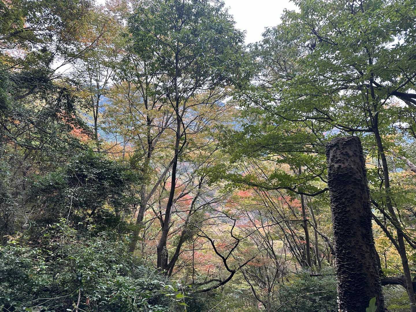 紅葉🍁色付いて来ていますね