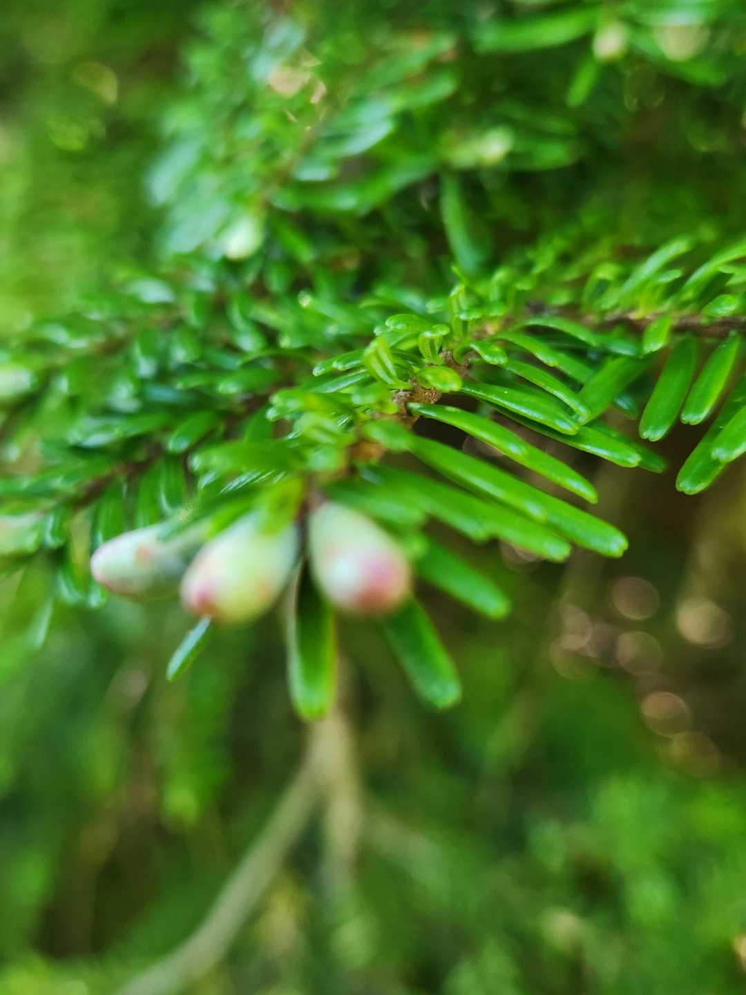 コメツガの新芽