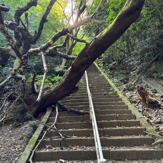 倒木で荒れてます