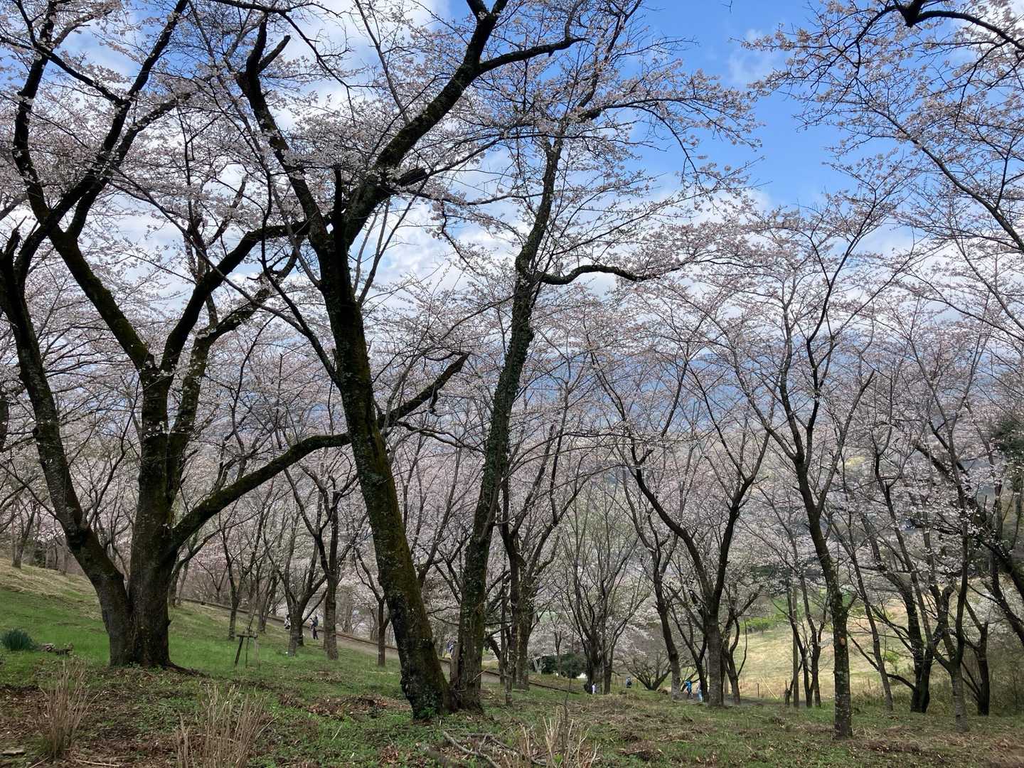 満開ではないかな。明日また咲きだすね。