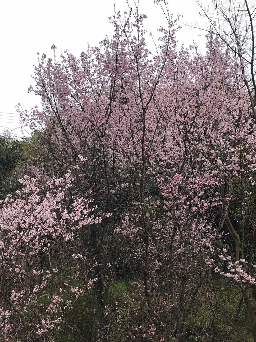 遠くから見たら桜🌸みたいだったけど