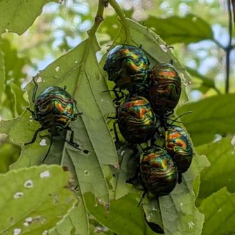 旦那撮影📷お目当てのキンカメさんが頭上に！すごいキレイな色だけどやっぱり虫は苦手ぇ｡｡｡