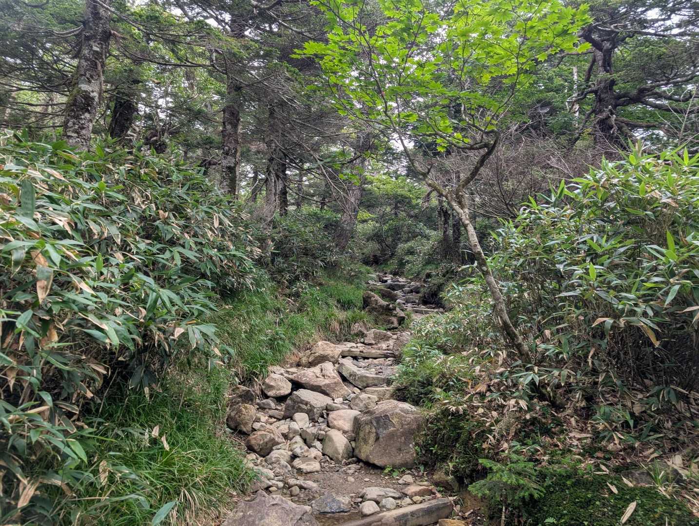 まずは緩い傾斜の森を抜けていきます

浮石に注意⚠️しながら進みます
途中短いながら木道もありました