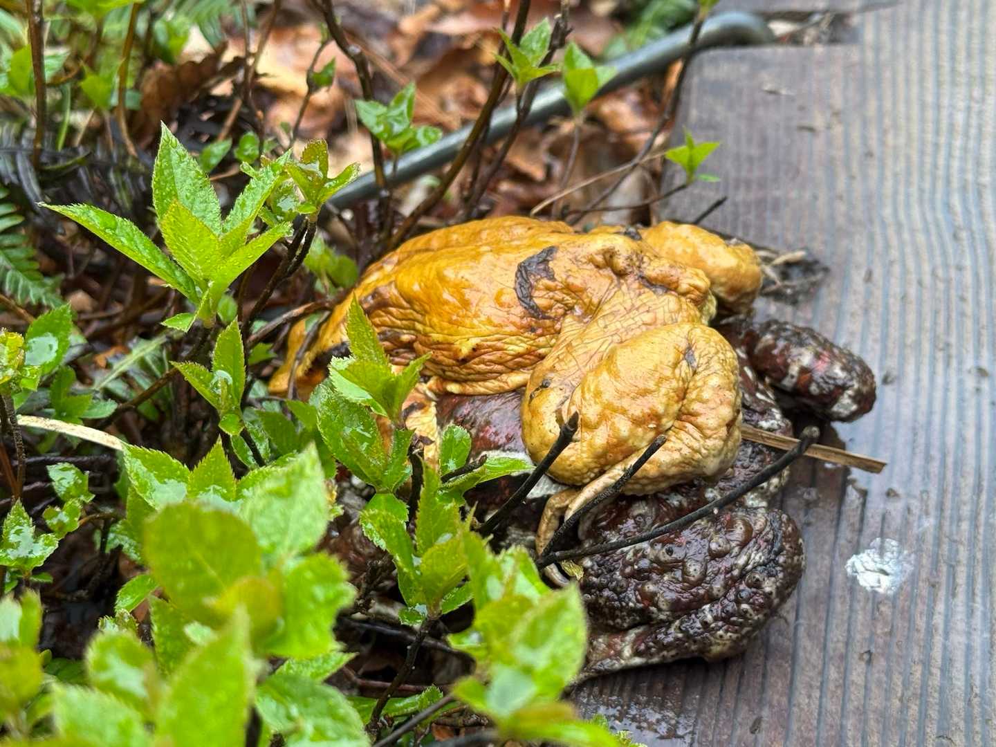 デカかった🐸