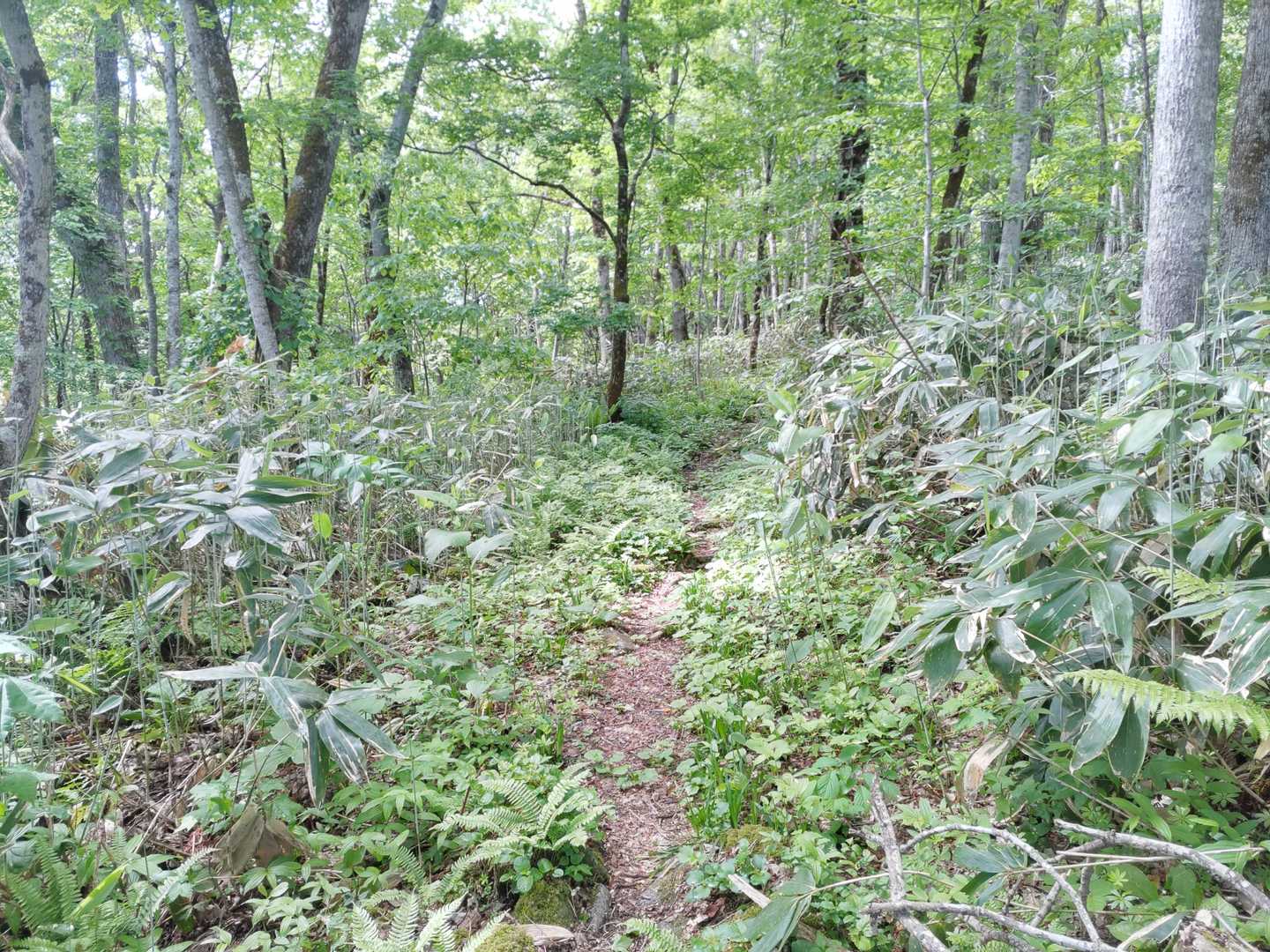 ちょっと荒れているけど、道はわかりやすい