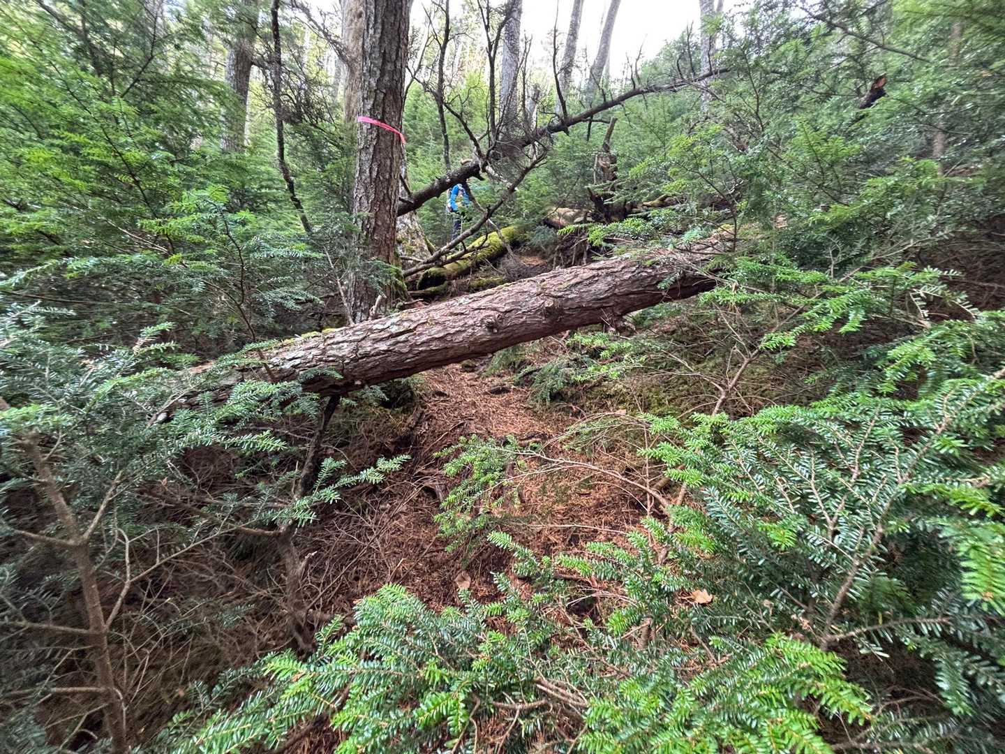 西沢渓谷入口バス停-ゲート-鶏冠山-木賊山 周回コースの写真