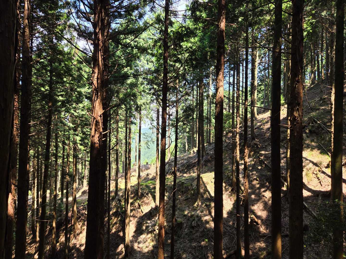 古処山 周回コースの写真