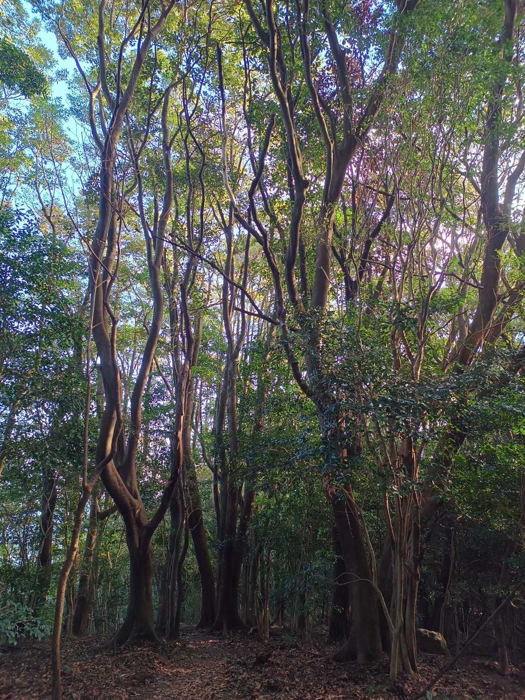 岩屋神社登山口-岩屋山 周回コースの写真