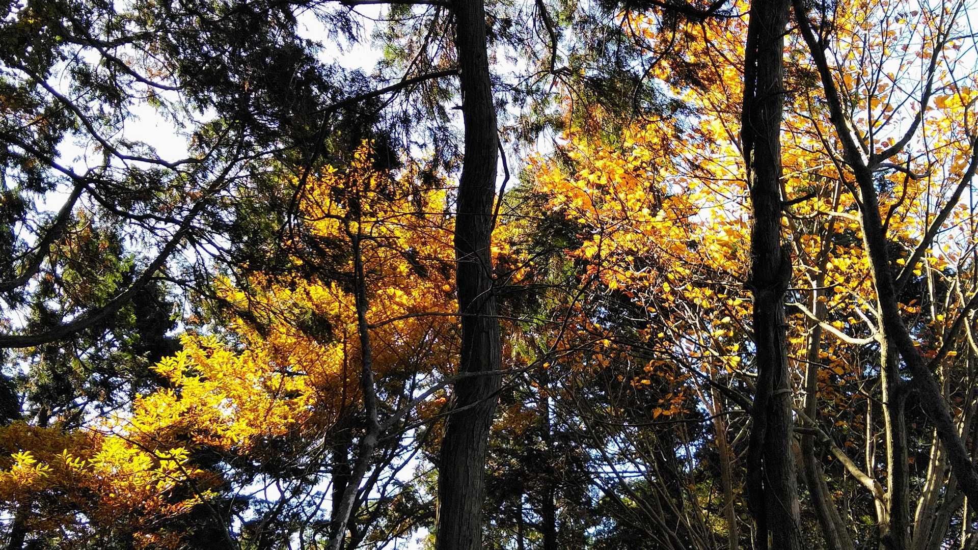 上林峠-陣ヶ森-前々司山-うなめご 往復コースの写真