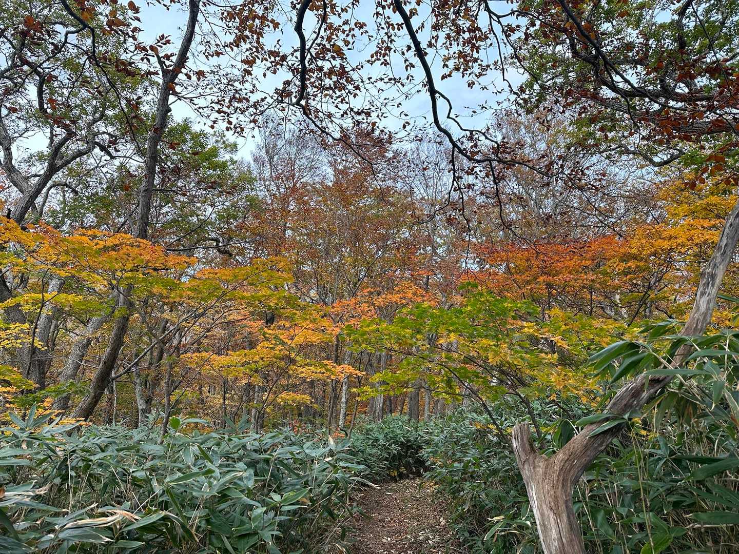雛岳登山道入口-雛岳 往復コースの写真