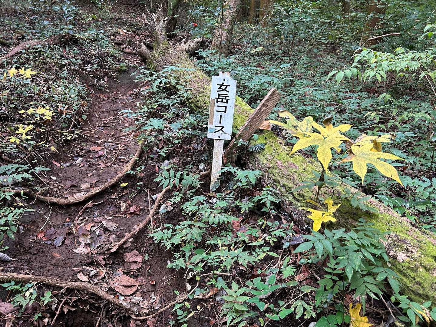 複数のコースから女岳コースをチョイス。これが当たり🎯