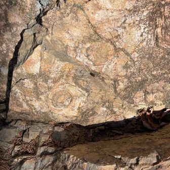 いつものアンモナイト