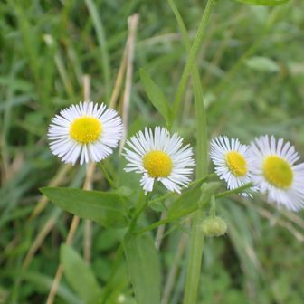 キク科ムカシヨモギ属の帰化植物であるヒメジョオン（姫女苑）