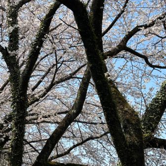 中坂公園付近の桜