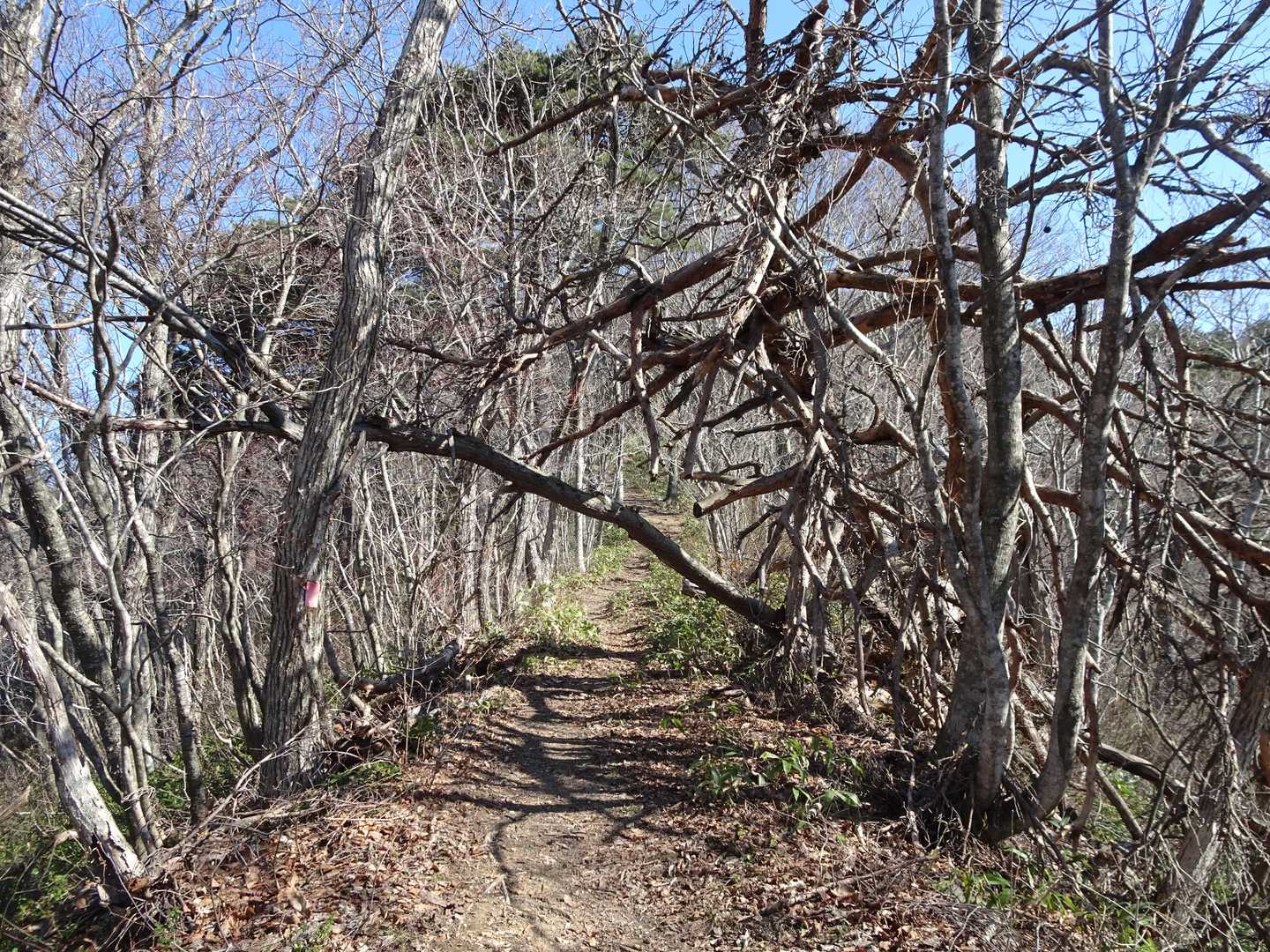 高森山登山口-高森山-馬場山 周回コースの写真