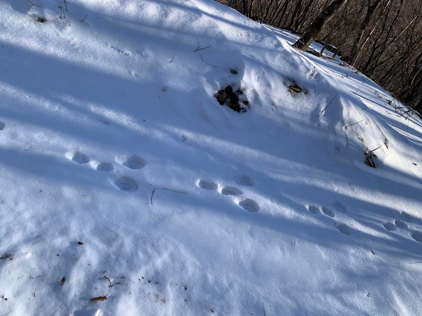 うさぎ🐇
