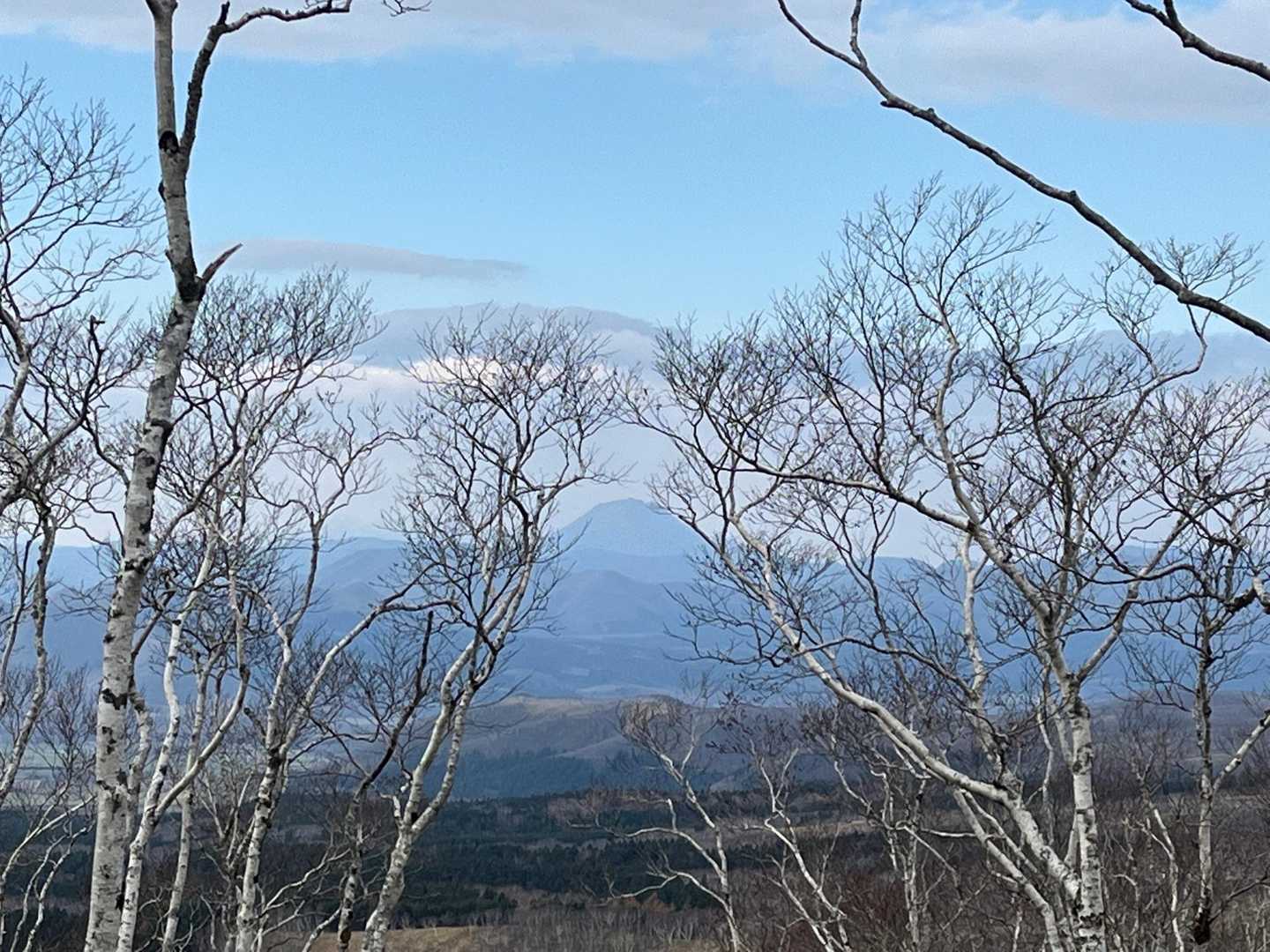 木の間から雄阿寒岳⛰