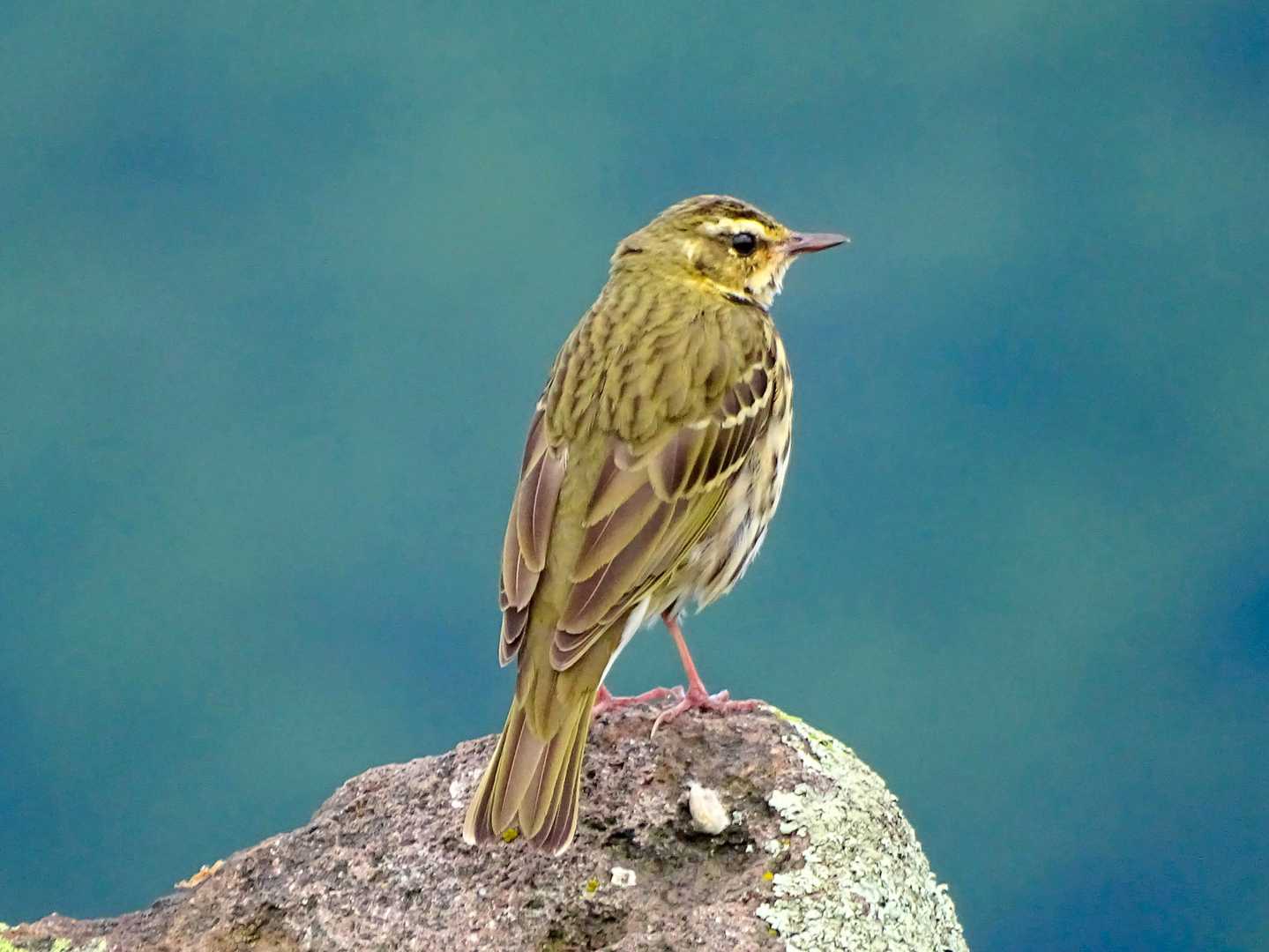 これは？ビンズイ？🐦‍⬛
