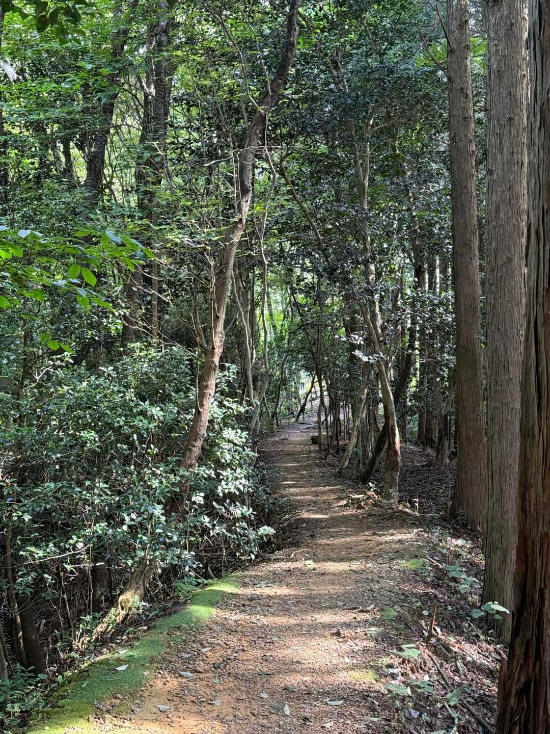 癒しロード💚
足取り軽く〜気持ちだけ👣