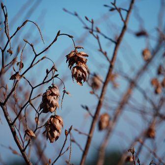 クマシデか何かの実がありました。