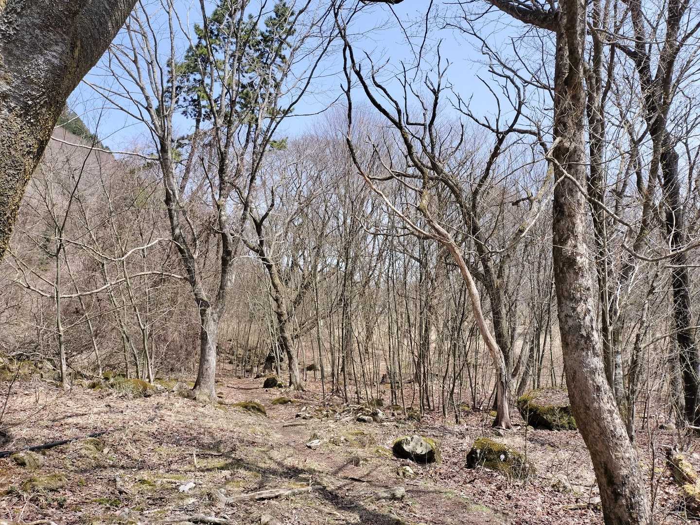 咲いてたら綺麗でしょうね
