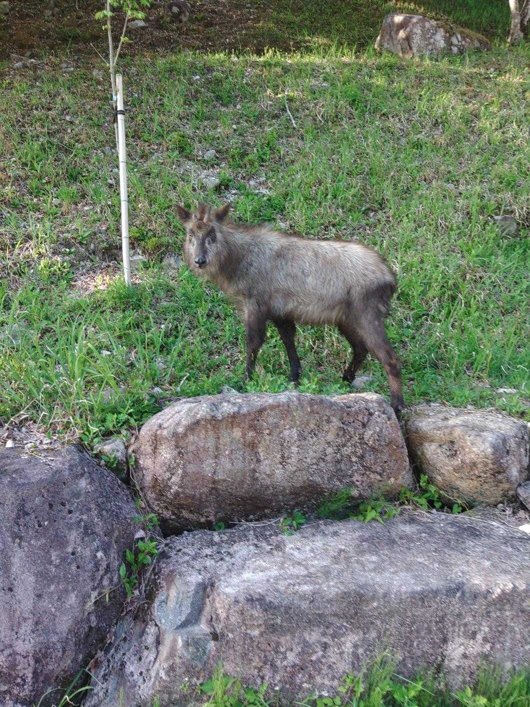 人慣れしたニホンカモシカ。全然逃げない。