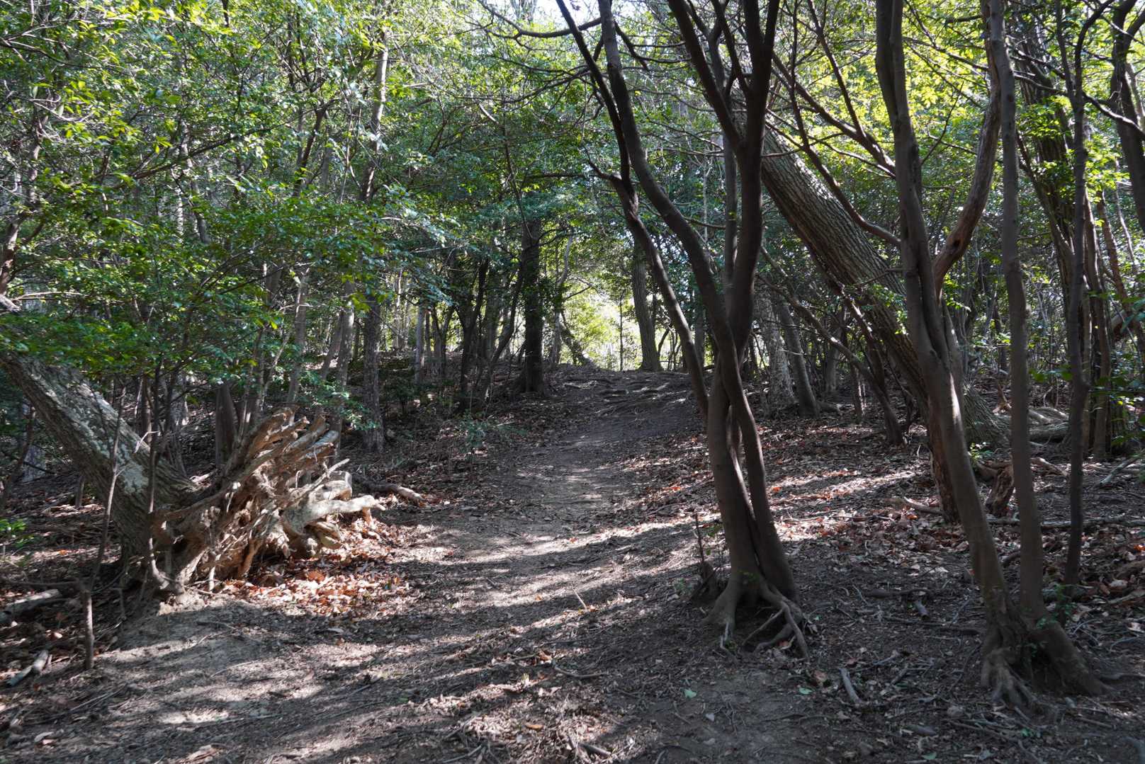 登りが緩やかになり前方が透けて来た