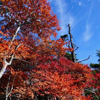 青空に赤い紅葉が映えています。