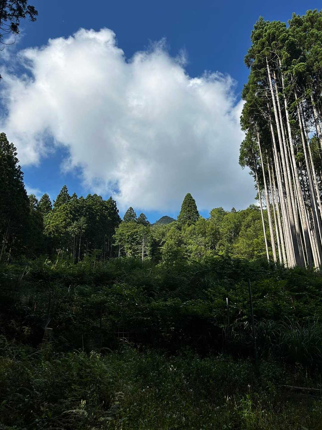 奥に見えるピークが尼ヶ岳。
