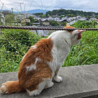 疏水沿いにいつもいるモフモフのにゃんこ
14歳なんだって😺