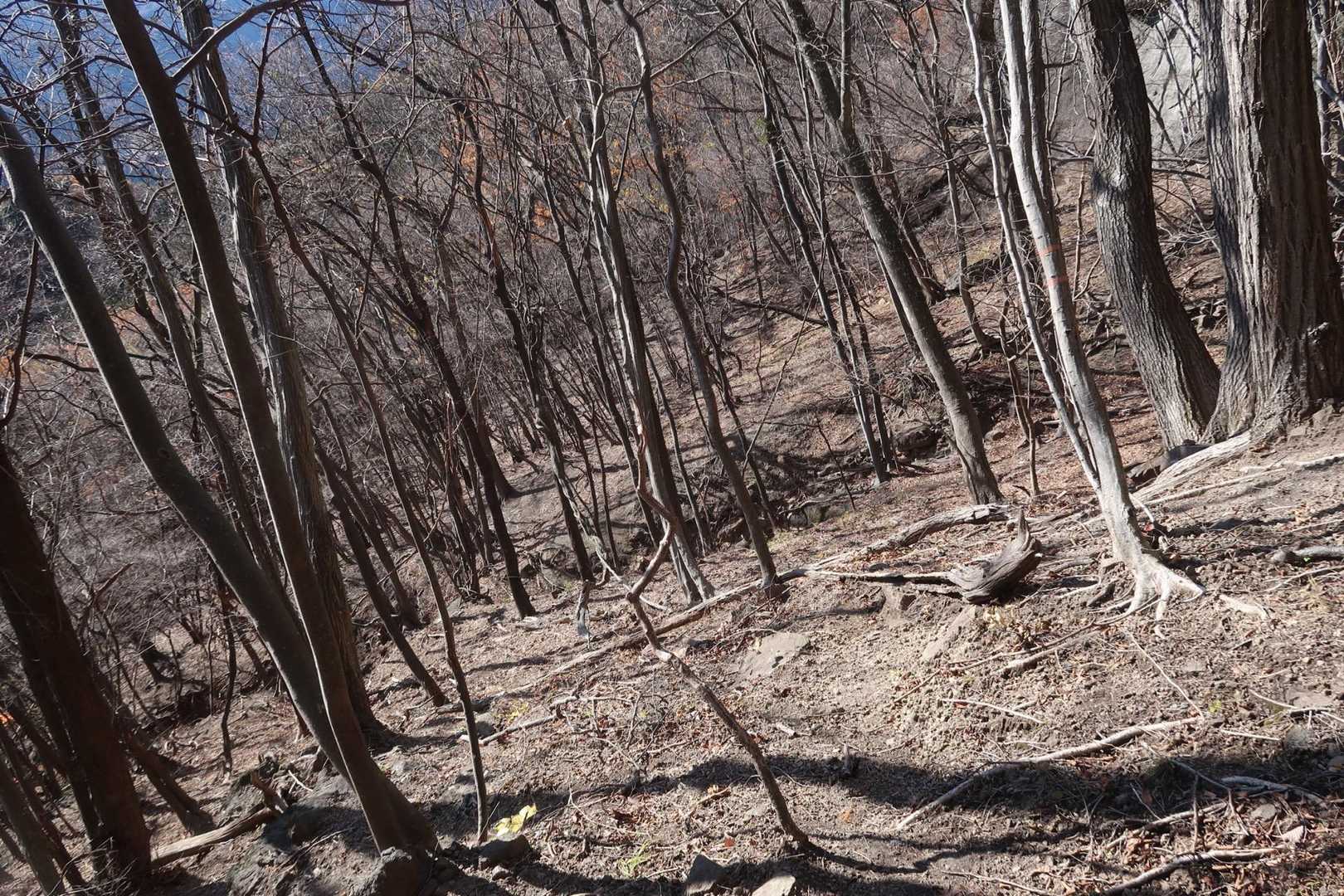 下山路も不明瞭
地図を確認しながらザレた急坂を下ります