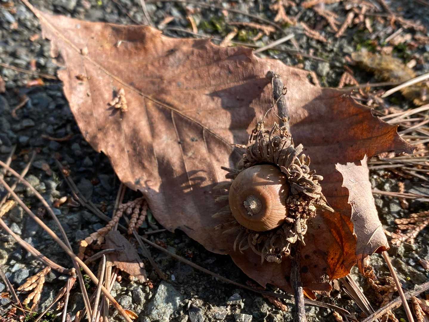 初めはまだ余裕🎵
ブナの落ち葉🍂と実を撮ってみたり、