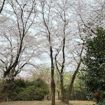 桜は見頃でした🌸