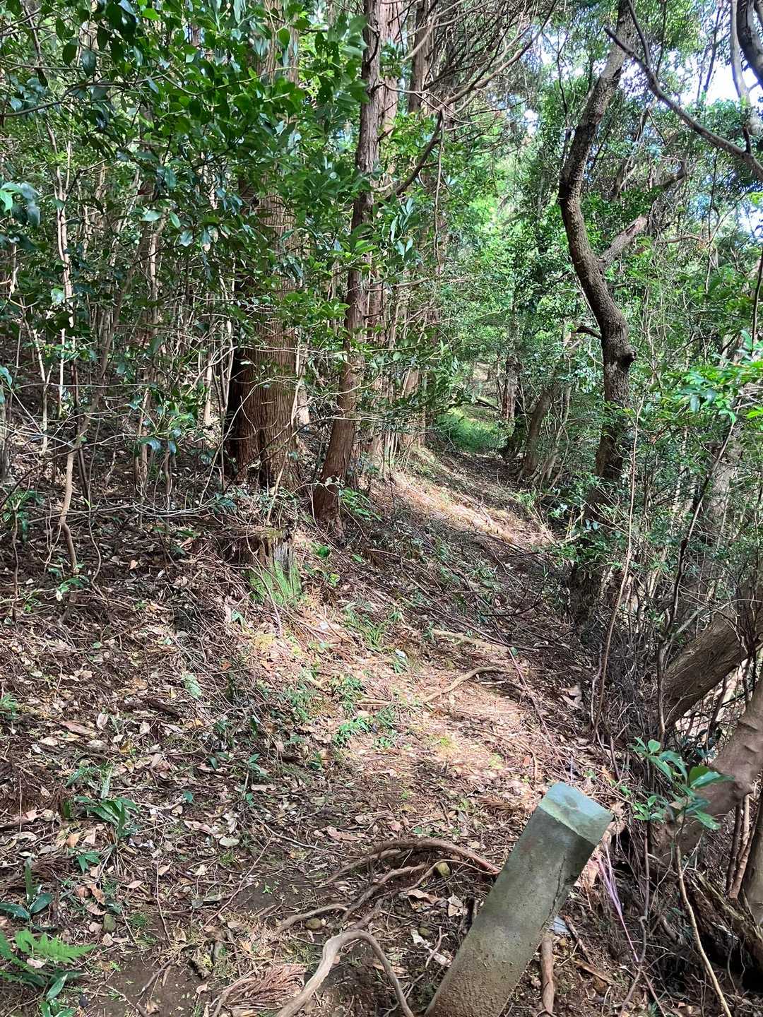 こんな感じの登山道をゆく…🚶💦