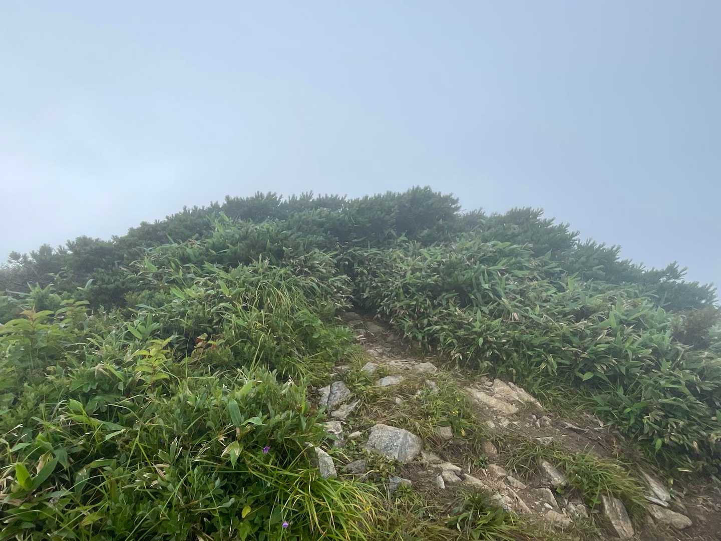油坂の頭 山頂
景色なし😔