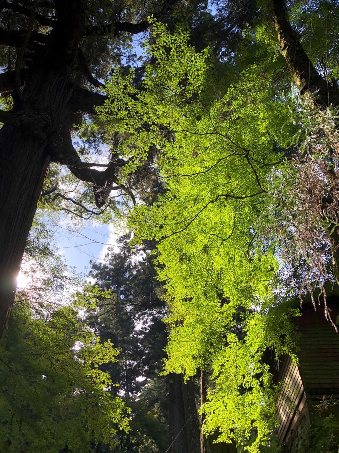岩屋神社登山口-岩屋山 周回コースの写真