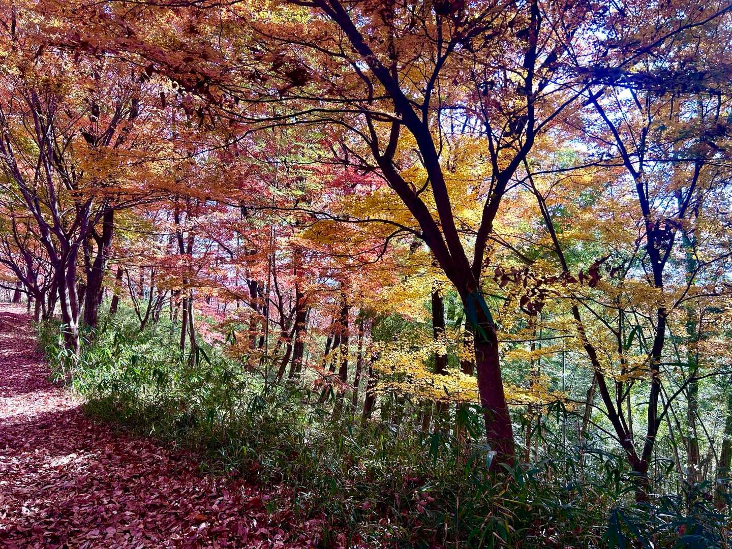 天神山入口-天神山 往復コースの写真