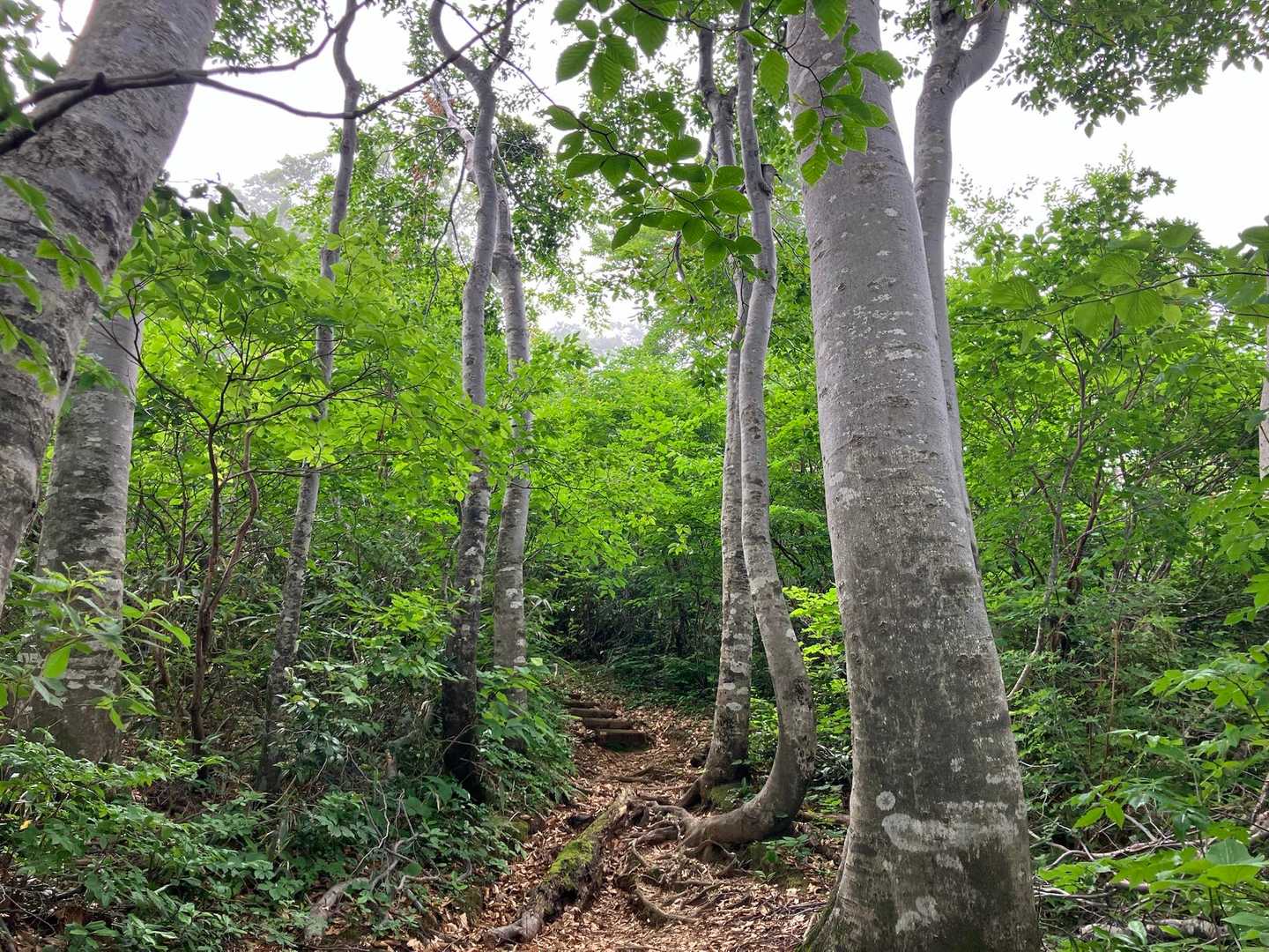 ネズモチ平登山口-前岳-カヘヨノボッチ 周回コースの写真