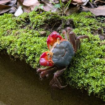 赤手ガニ発見🦀
甲羅の模様で笑顔に見える😆