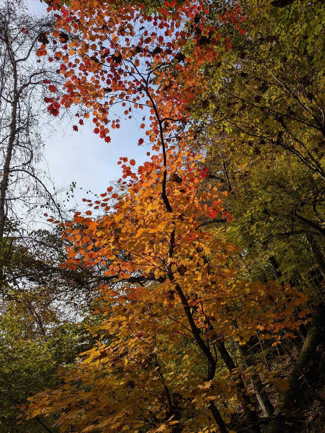 🍁