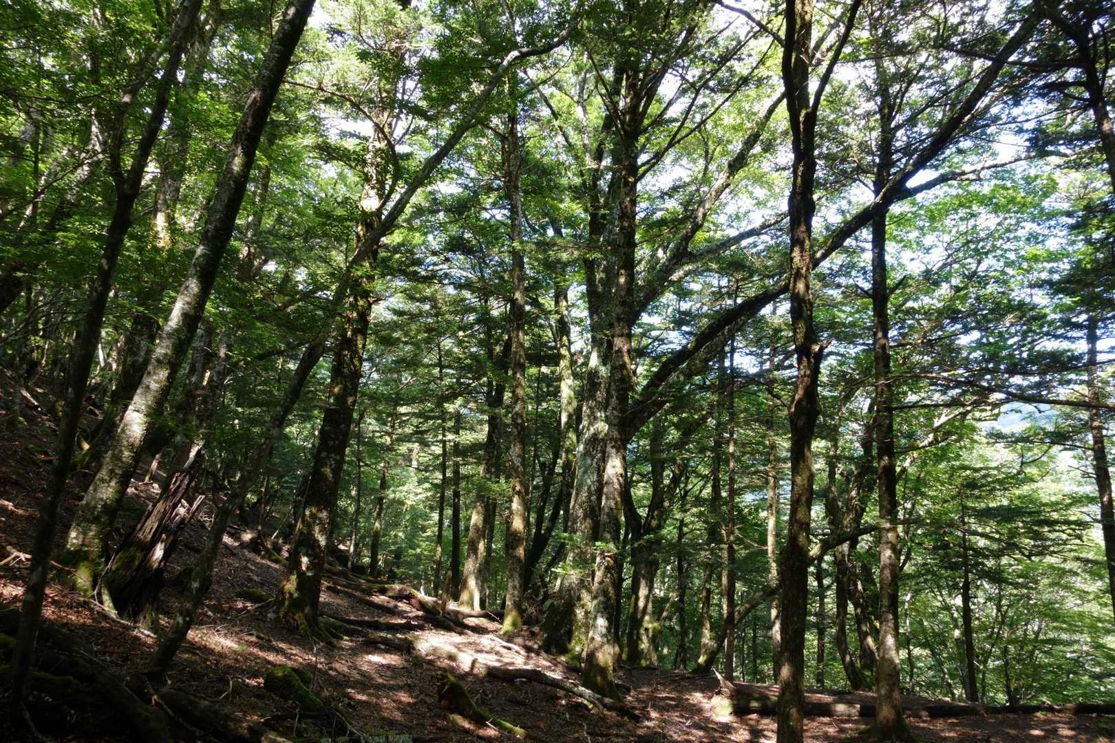 すてきな林のなかを歩きます。