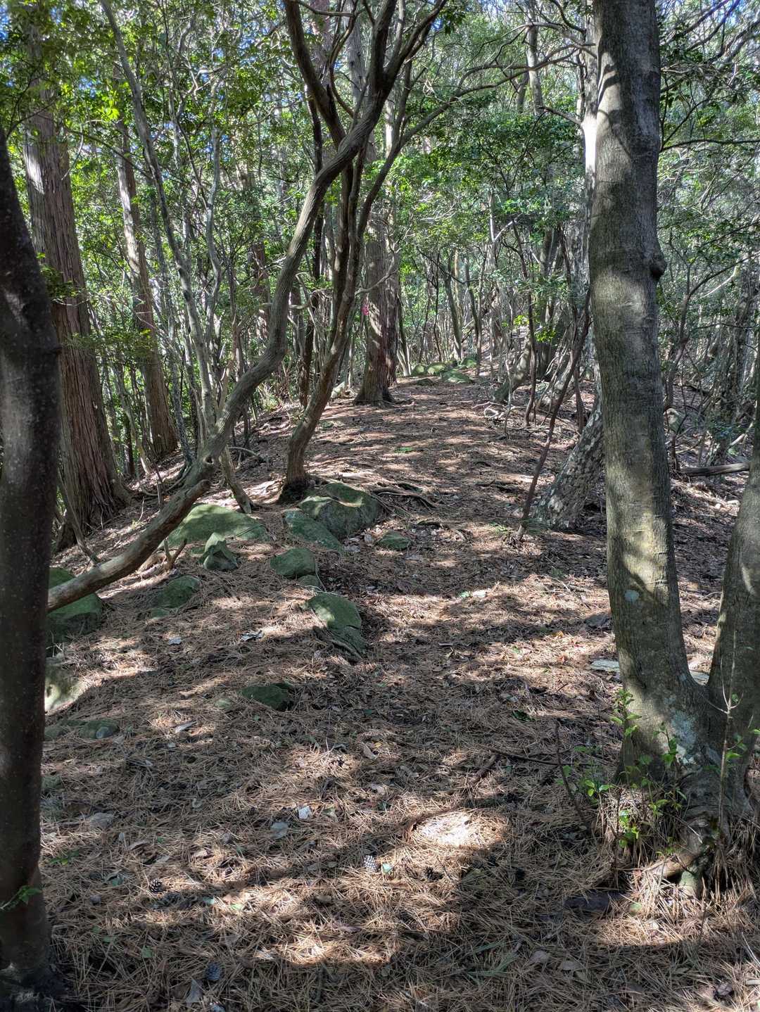 ここから尾根道
歩きやすい
