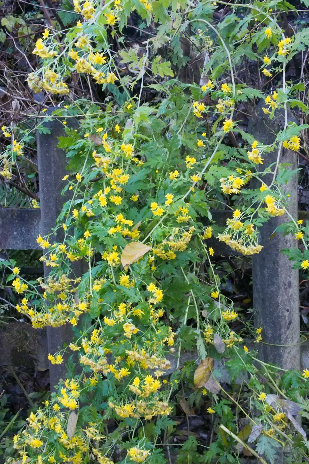 花の少ない時期に咲きほこってくれて嬉しい
緊張が溶けました　ありがとう🙏