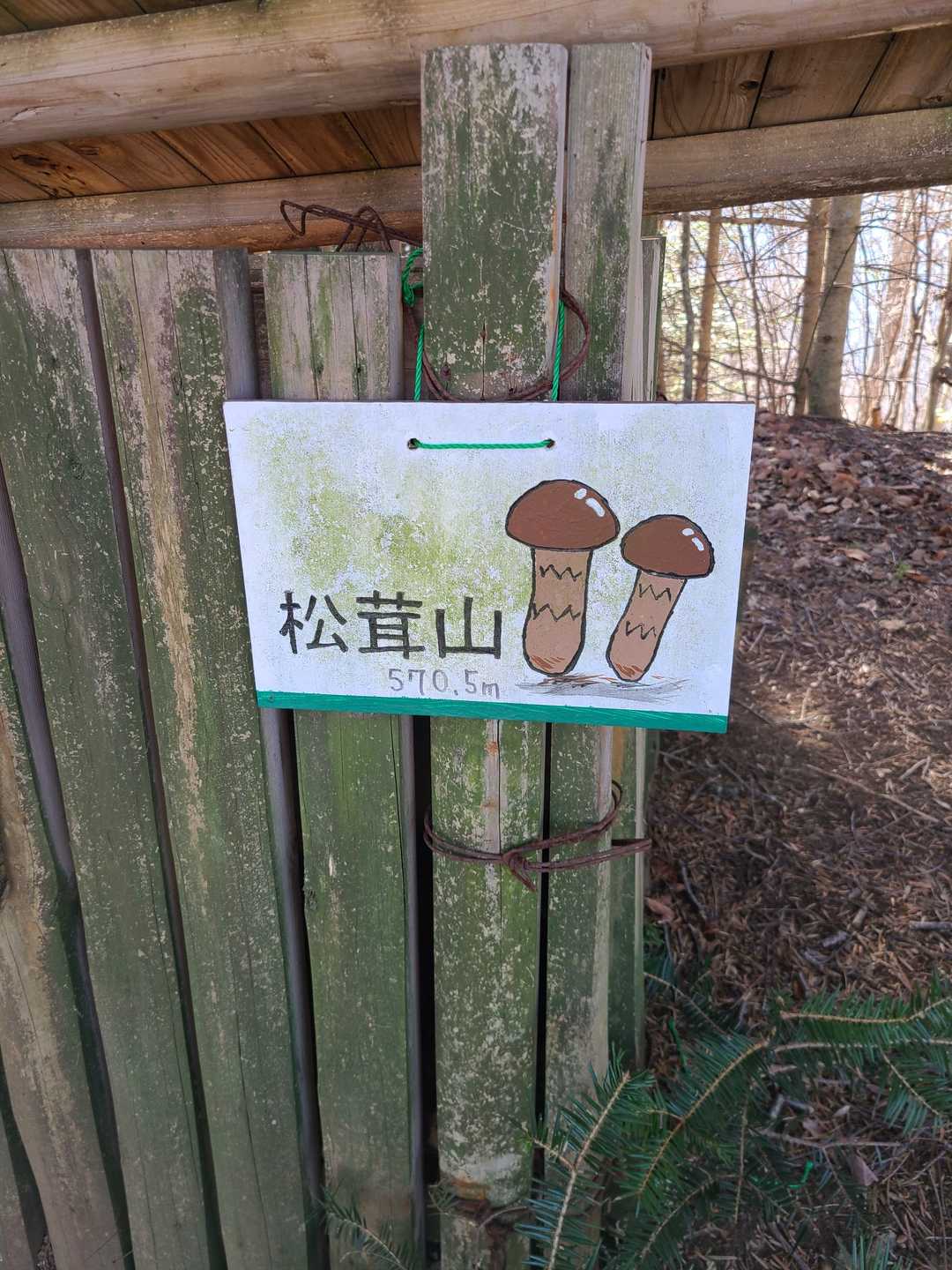 松茸山🎵
