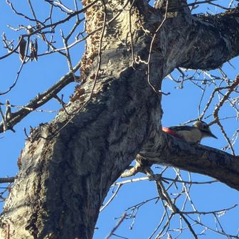 でもココで鳥さんタイム！アカゲラさんがコンコンしてる❣️