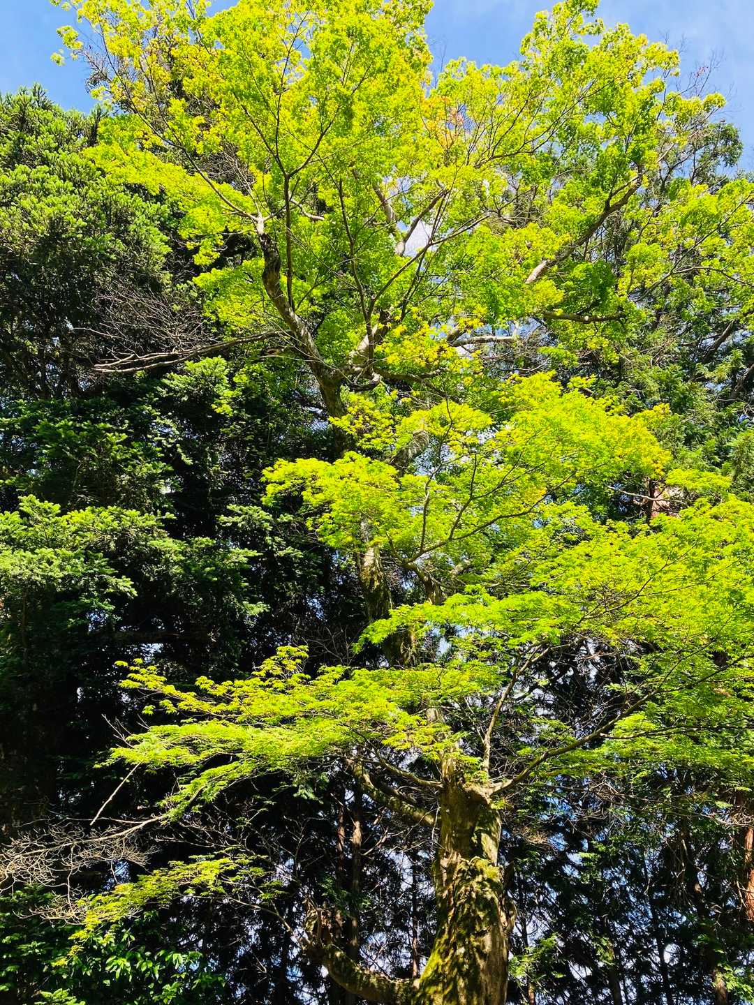 亀岡の名木
金輪寺のオオモミジ🍁